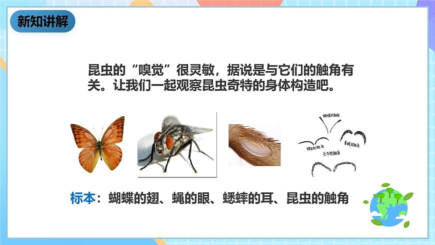 科教版科學(xué)六下1.2《放大鏡下的昆蟲世界》課件第6頁(yè)
