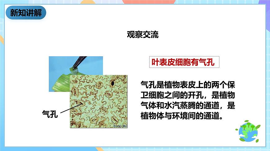 教科版科學(xué)六下1.6《用顯微鏡觀察身邊的生命世界（二）》課件第7頁(yè)