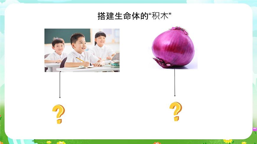 蘇教版（2017）科學(xué)五下 1.1《搭建生命的“積木”》課件第3頁(yè)