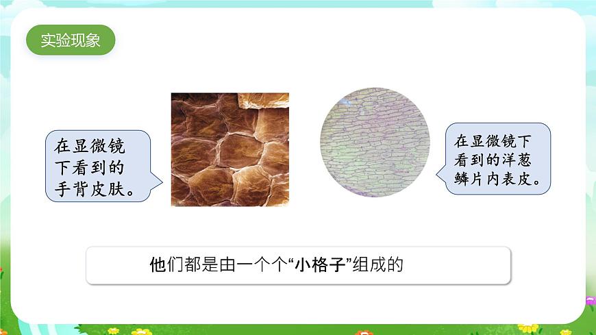 蘇教版（2017）科學(xué)五下 1.1《搭建生命的“積木”》課件第8頁(yè)