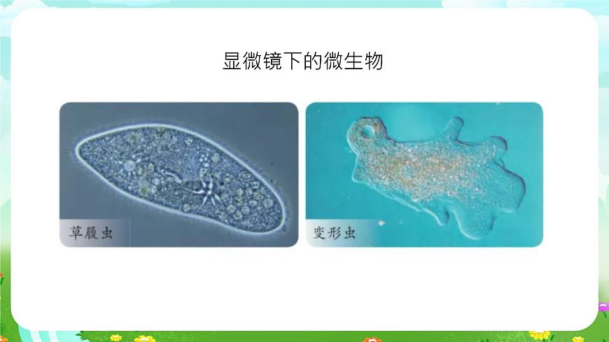 蘇教版（2017）科學(xué)五下 1.2《微小的生命體》課件第7頁