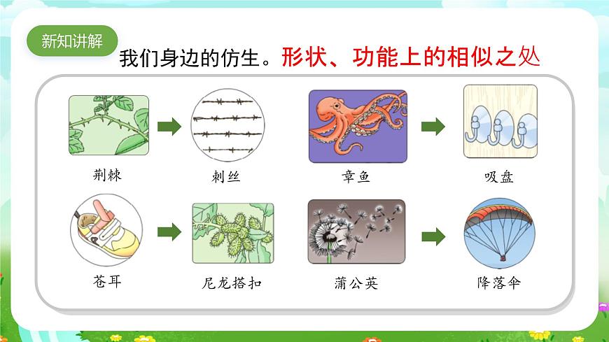 蘇教版（2017）科學五下 2.5《生物的啟示》課件第2頁