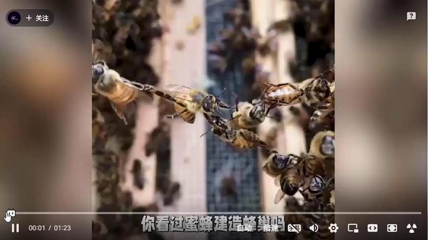 蘇教版（2017）科學五下 2.5《生物的啟示》課件第3頁