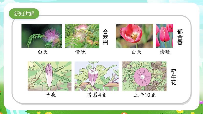 苏教版(2017)科学五下 3.10《昼夜对植物的影响》课件第4页
