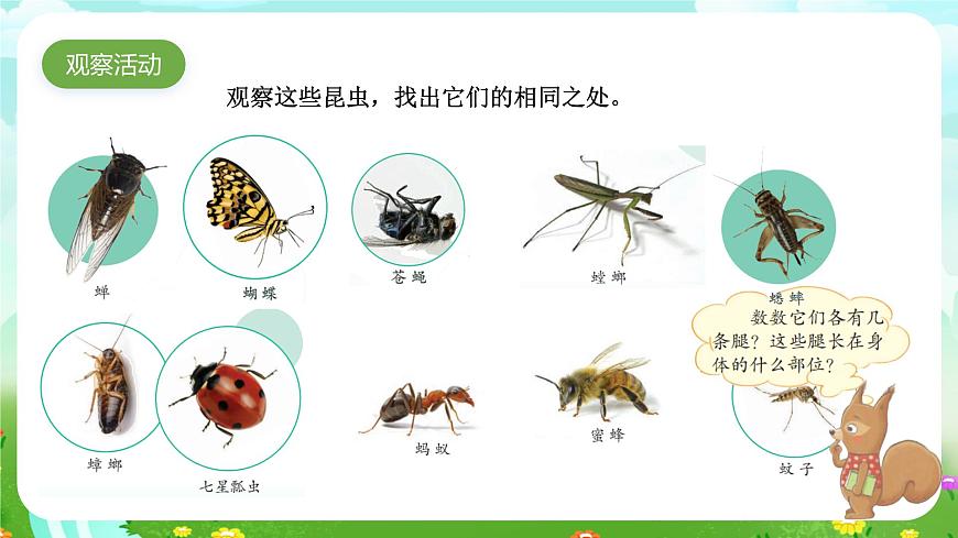 蘇教版(2017)科學(xué)四下 3.1《龐大的“家族”》課件第7頁