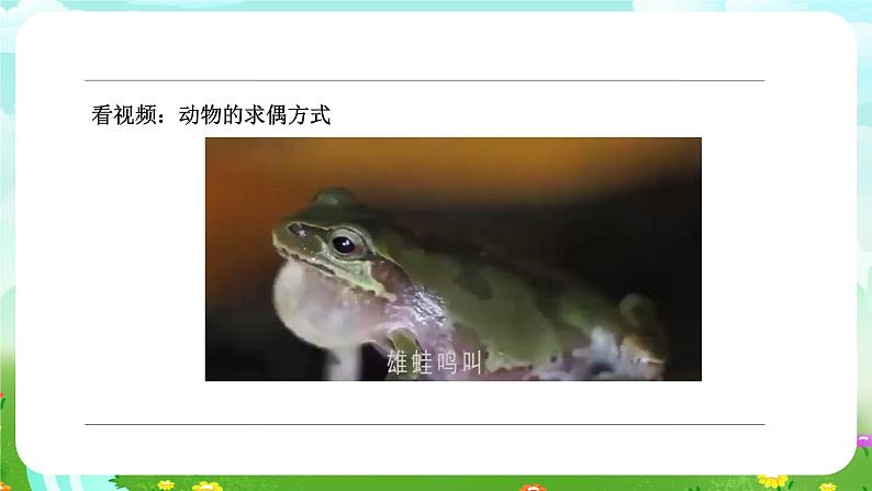 苏教版(2017)科学四下 4.3《动物的繁殖》课件第8页