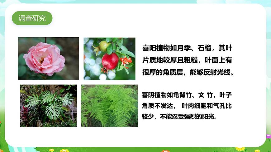 大象版（2017）科學(xué)六下 1.4《植物與環(huán)境》課件第4頁