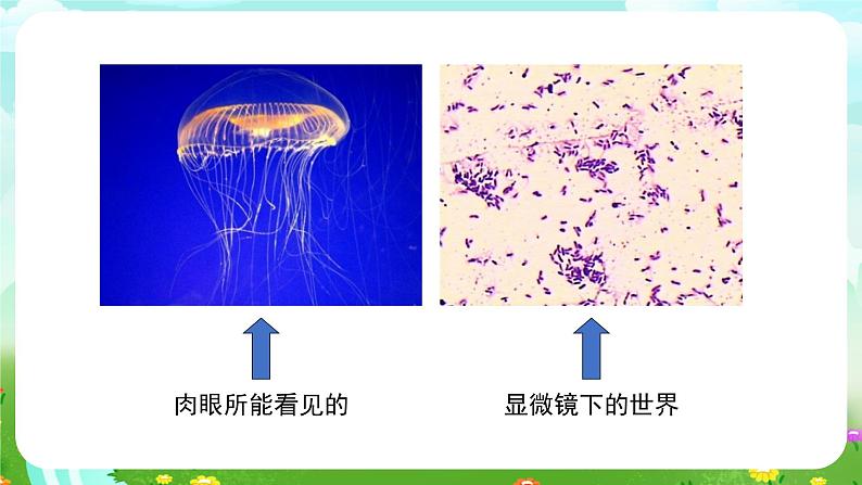 苏教版(2017)科学五下 1.2《微小的生命体》课件第6页
