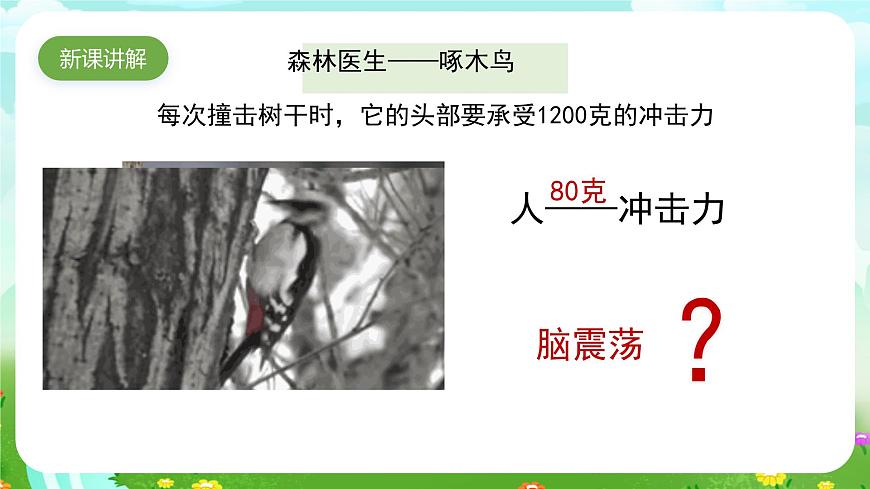 蘇教版（2017）科學五下 2.8《我們來仿生》課件第3頁