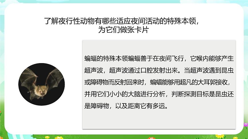 蘇教版（2017）科學五下 3.11《晝夜對動物的影響》課件第8頁