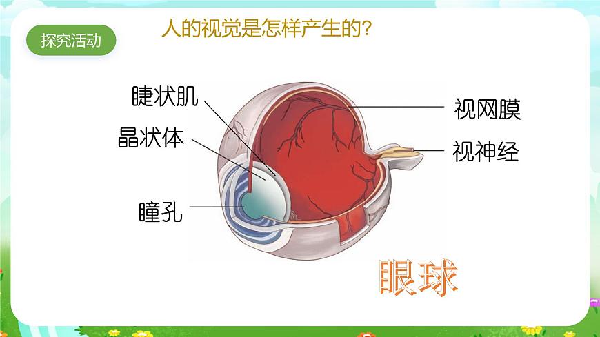 青島版六三制（2017）科學六年級下冊 第1課《視覺》課件第4頁