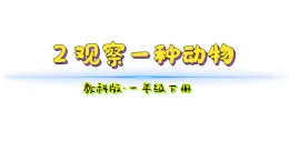 小学科学新教科版一年级下册第二单元第2课《观察一种动物》教学课件2025春