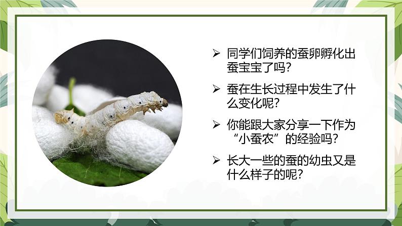 2.3 蚕长大了(教学课件)(教科版)第6页