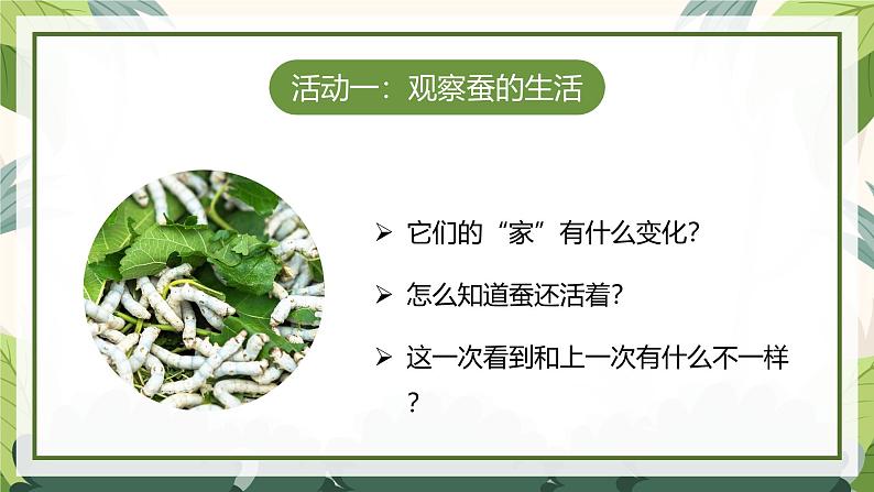 2.3 蚕长大了(教学课件)(教科版)第8页