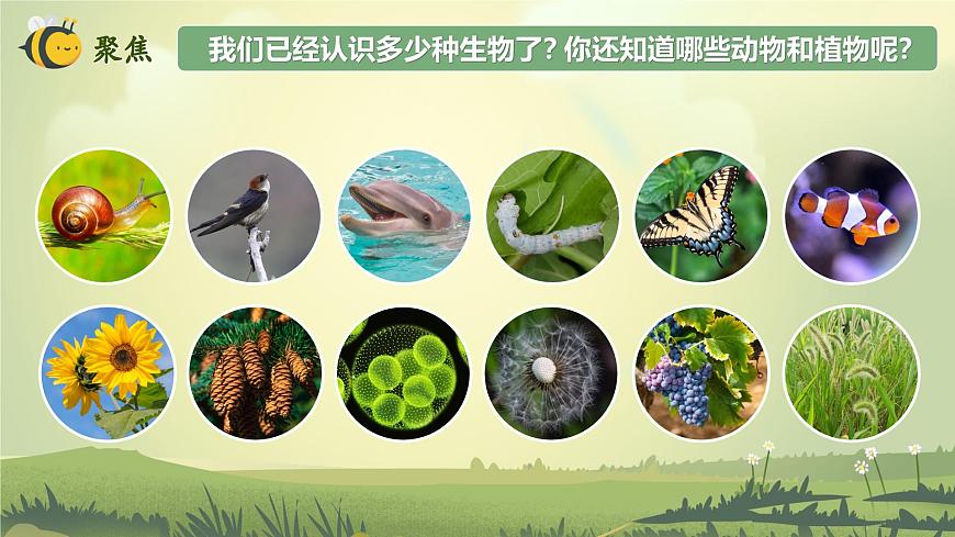 2.1 校園生物大搜索（教學(xué)課件）（教科版）第4頁(yè)