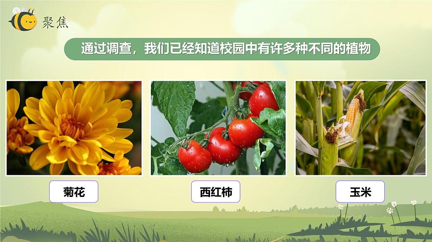 2.3 形形色色的植物（教學(xué)課件）（教科版）第3頁(yè)