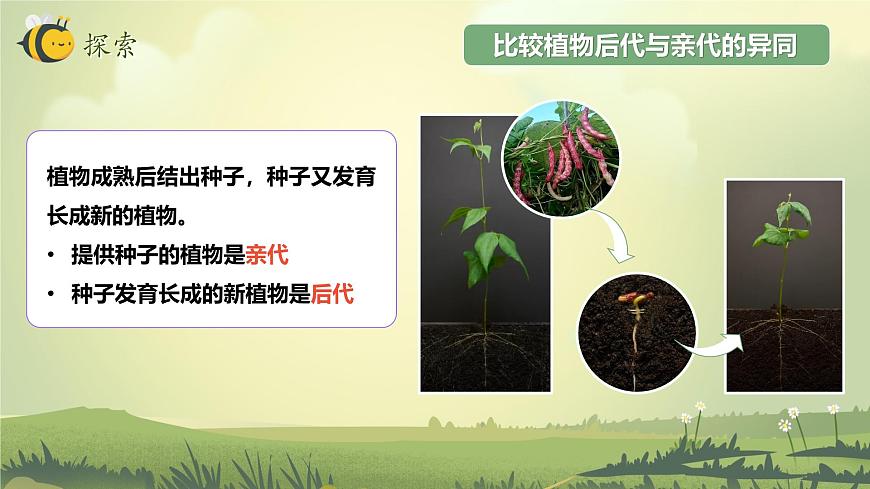 2.3 形形色色的植物（教學(xué)課件）（教科版）第5頁(yè)