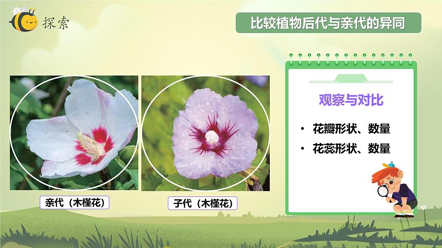 2.3 形形色色的植物（教學(xué)課件）（教科版）第6頁(yè)