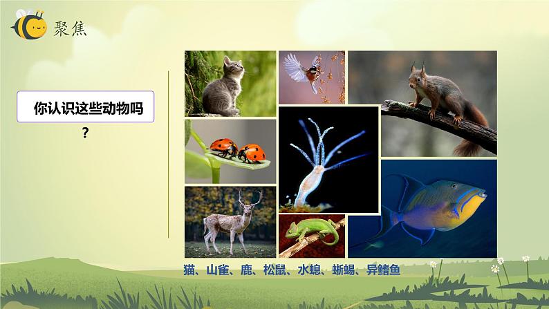 2.4 多种多样的动物(教学课件)(教科版)第3页