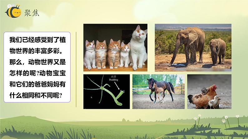 2.4 多种多样的动物(教学课件)(教科版)第4页