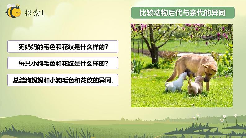 2.4 多种多样的动物(教学课件)(教科版)第5页