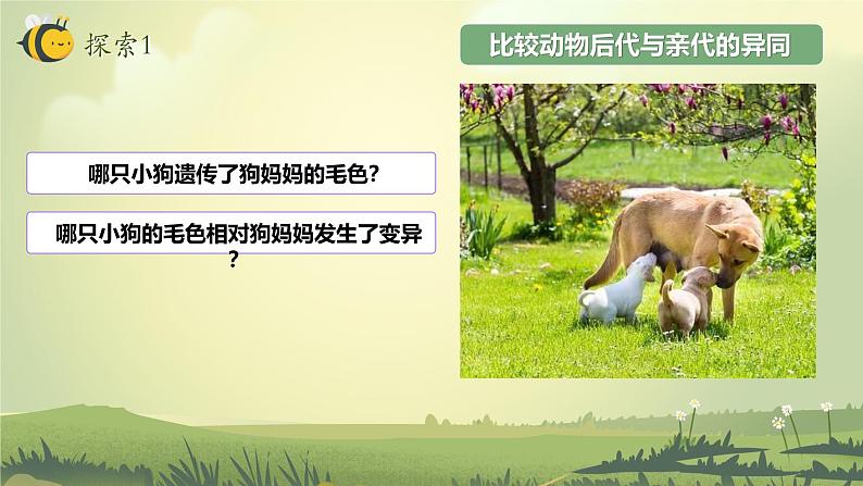 2.4 多种多样的动物(教学课件)(教科版)第6页