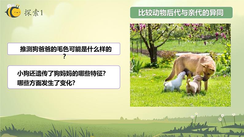 2.4 多种多样的动物(教学课件)(教科版)第7页