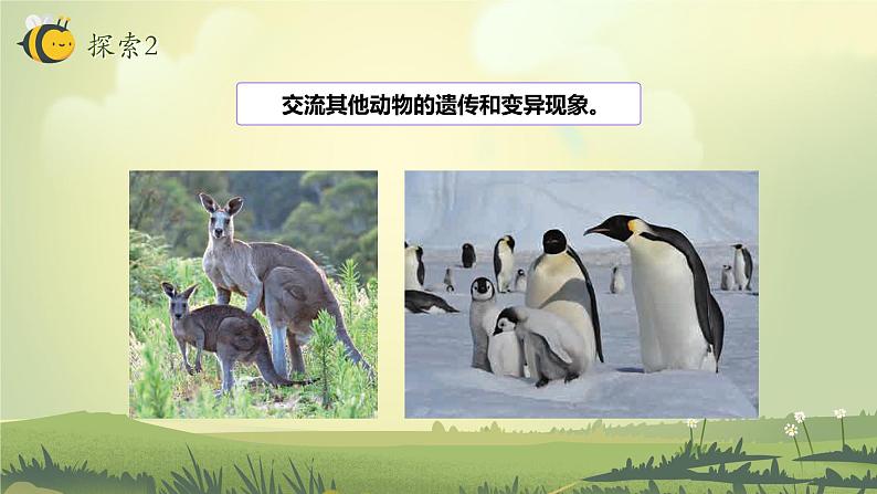 2.4 多种多样的动物(教学课件)(教科版)第8页
