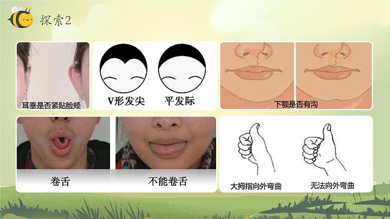 2.5 相貌各异的我们(教学课件)(教科版)第7页