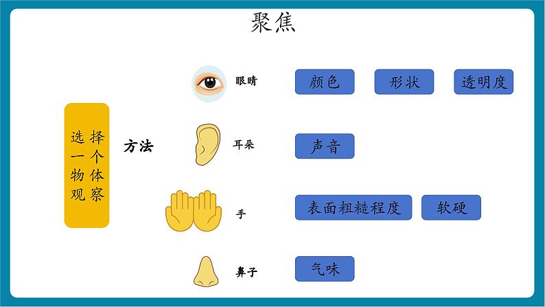 1.1 观察物体的特征(教学课件)第5页