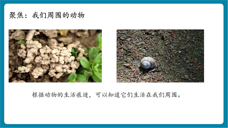 2.1 我們周圍的動物（教學(xué)課件）第5頁