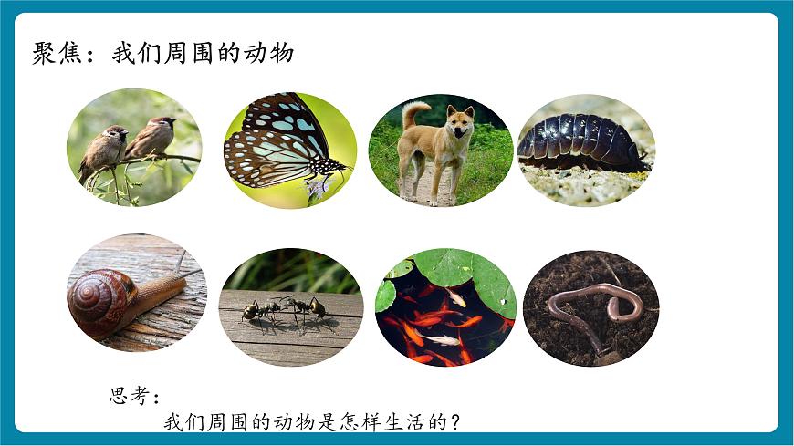 2.1 我們周圍的動物（教學(xué)課件）第6頁