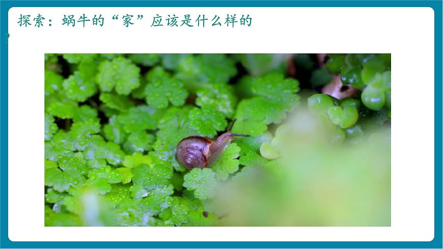 2.3 給蝸牛建個“家”（教學(xué)課件）第8頁