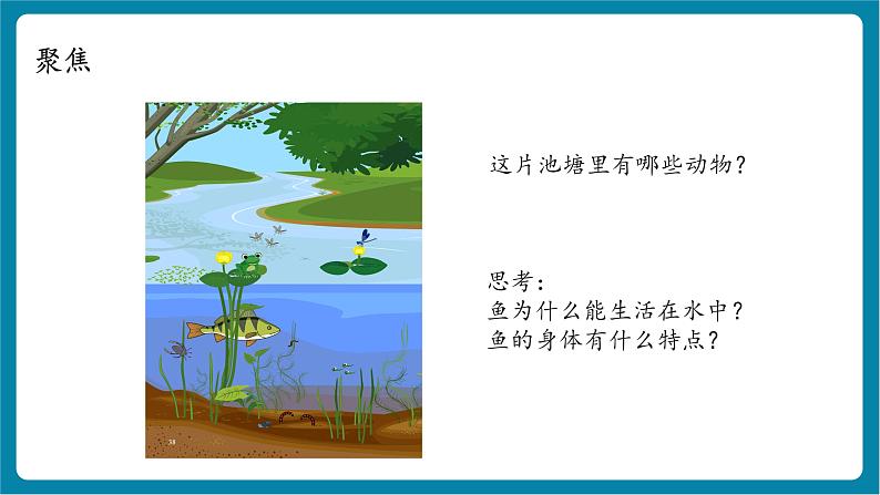 2.4 水中的动物(教学课件)第4页