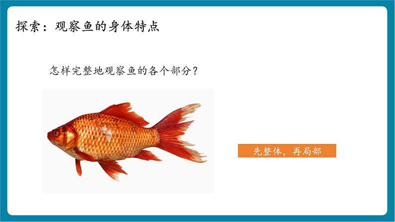 2.4 水中的动物(教学课件)第5页