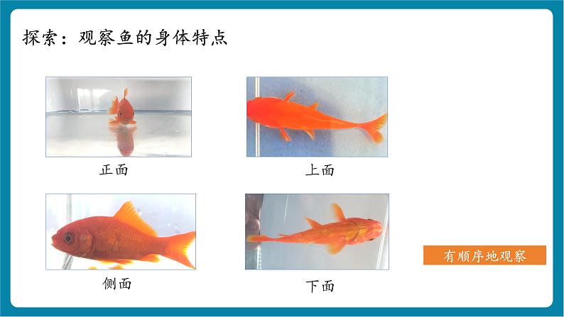 2.4 水中的动物(教学课件)第6页
