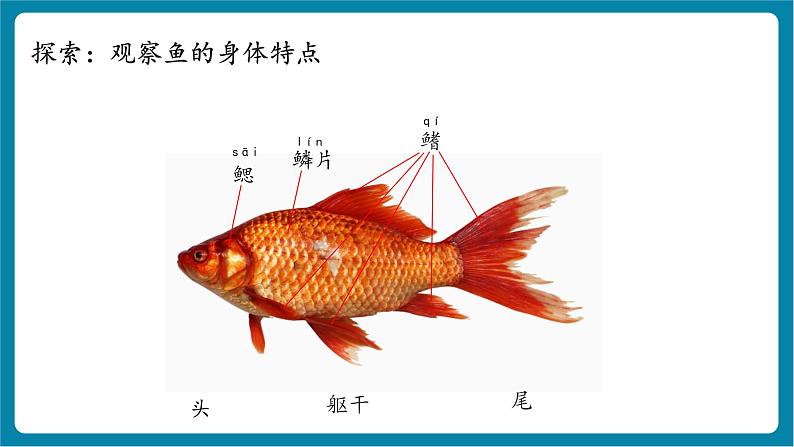 2.4 水中的动物(教学课件)第8页