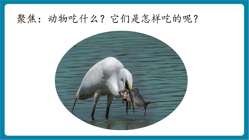2.5 它们吃什么(教学课件)第4页