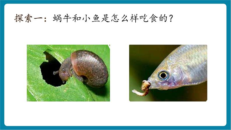 2.5 它们吃什么(教学课件)第5页