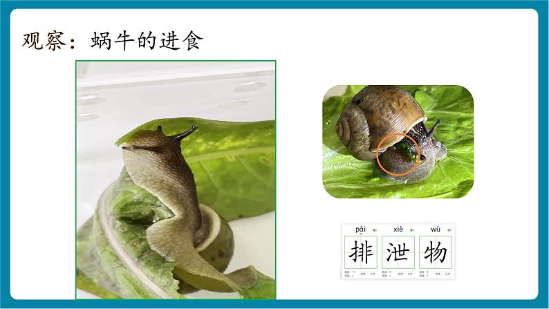 2.5 它们吃什么(教学课件)第7页