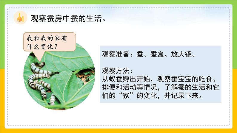 教科版科学三下 2.3 《蚕长大了》课件第5页