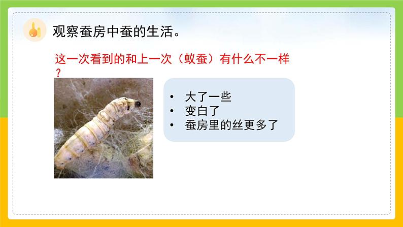教科版科学三下 2.3 《蚕长大了》课件第8页