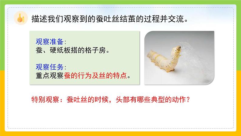教科版科学三下 2.4 《蚕变了新模样》课件第6页
