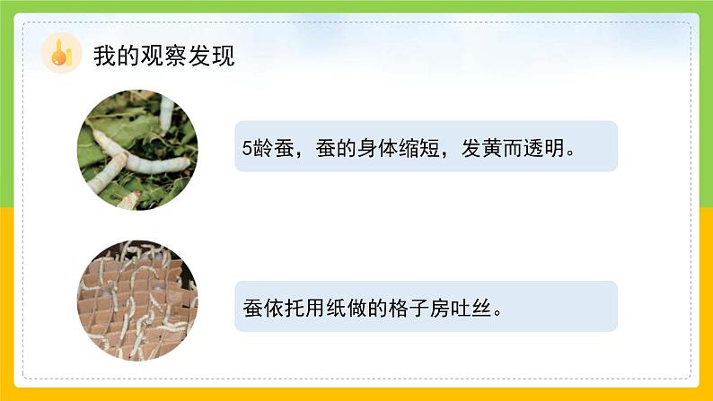 教科版科学三下 2.4 《蚕变了新模样》课件第8页