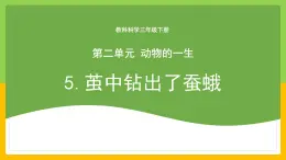 教科版科学三下 2.5 《茧中钻出了蚕蛾》课件+教学设计（教学反思）+素材