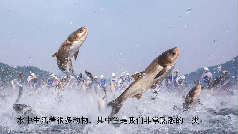 (2025新版)2-4-水中的动物-教科版科学一年级下册(最新版)课件第3页