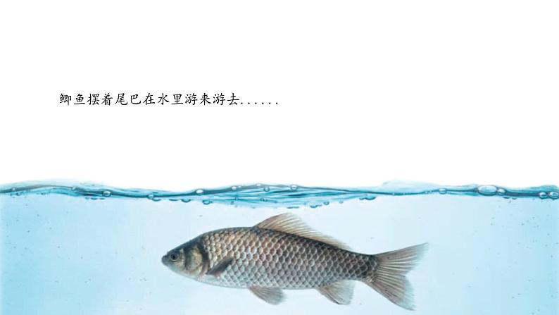 (2025新版)2-4-水中的动物-教科版科学一年级下册(最新版)课件第5页