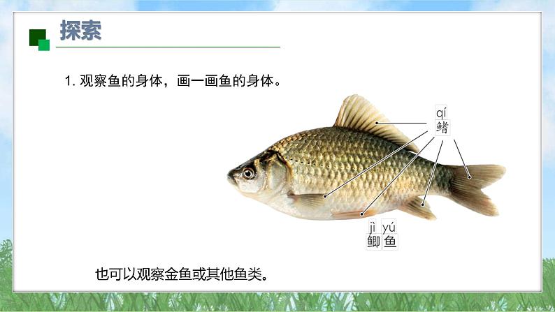 (2025新版)2-4-水中的动物-教科版科学一年级下册(最新版)课件第6页