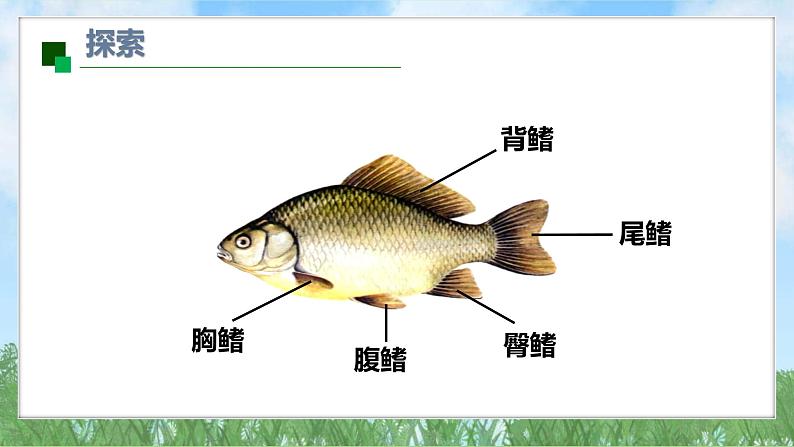 (2025新版)2-4-水中的动物-教科版科学一年级下册(最新版)课件第8页