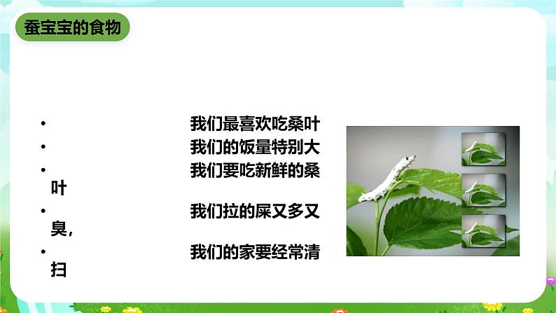 鄂教版科学三下7《可爱的蚕宝宝》课件第2页